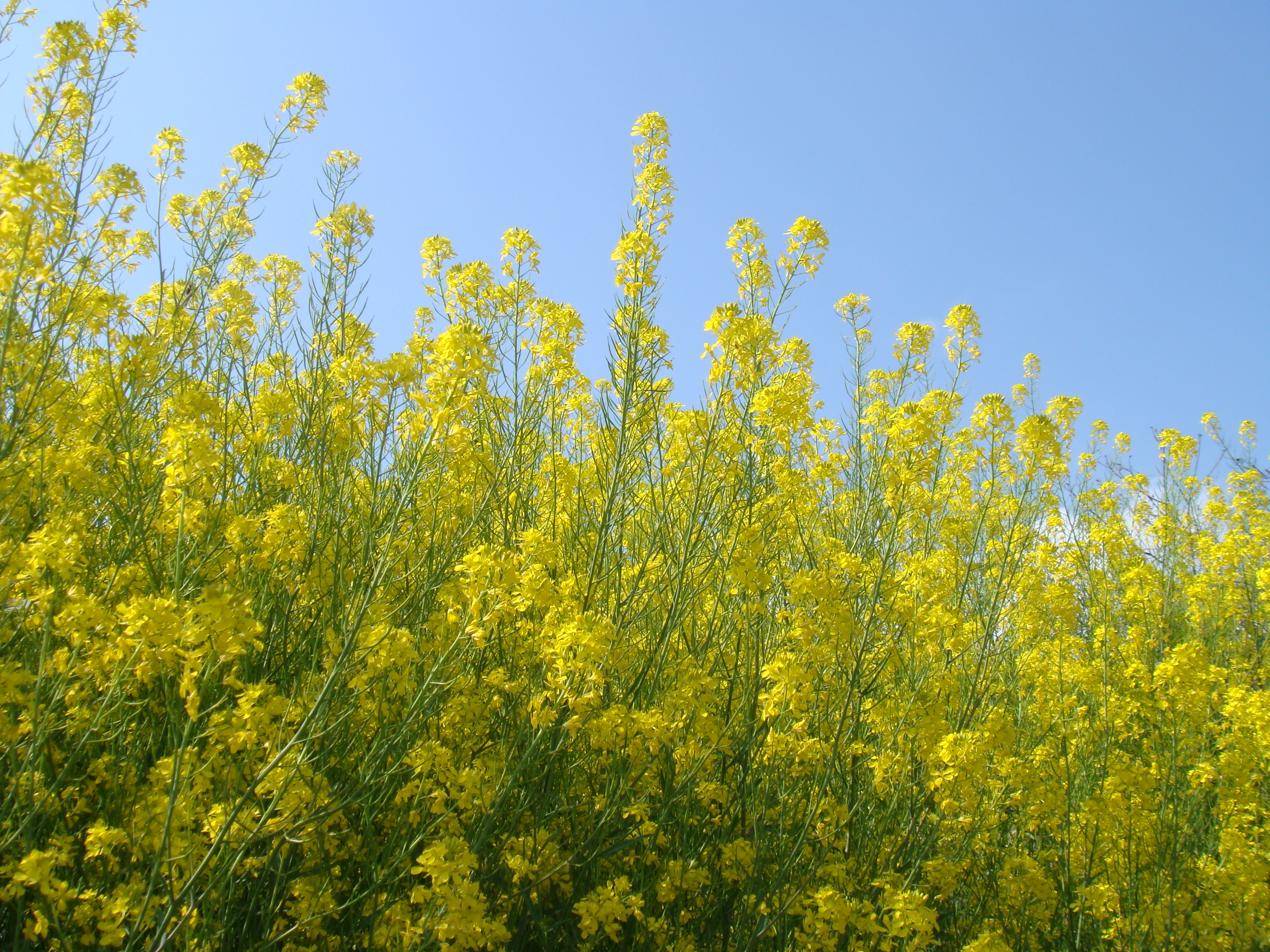 菜の花